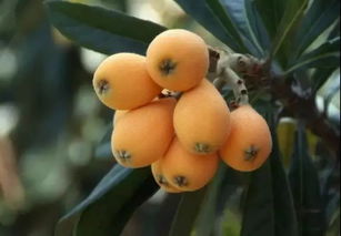 枇杷和琵琶的区别在于，琵笆和枇杷的区别