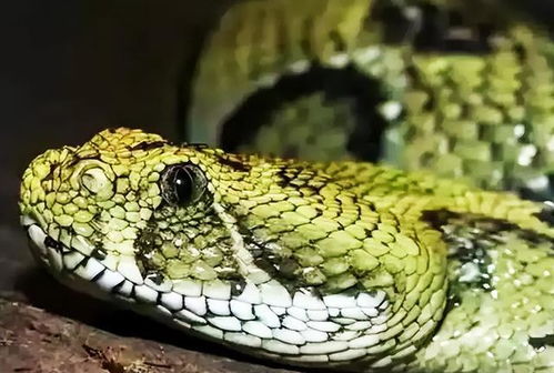 蛇打七寸的七寸是指蛇的什么部位