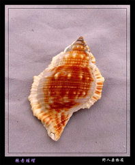 海产品图片大全，海产养殖