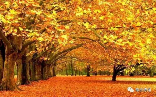 却道天凉好个秋的言外之意，却道天凉好个秋暗示