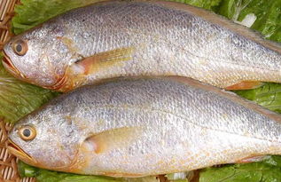 桨代表什么动物