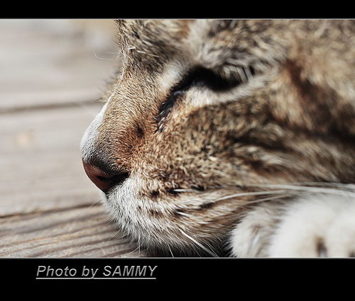 为什么醉酒者会被称为醉猫?