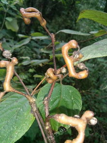 武汉方言拐子是什么意思 武汉方言拐子有几层意思