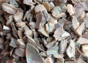 石决明(草药),是什么样要图片