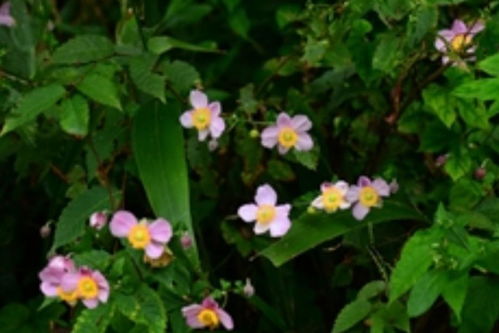 打破碗花花名字由来，打破碗花花期