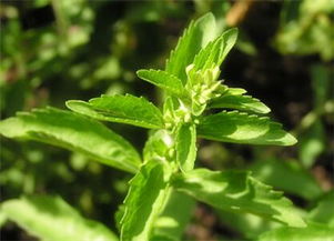 甜叶菊对人体的危害，甜叶菊别名
