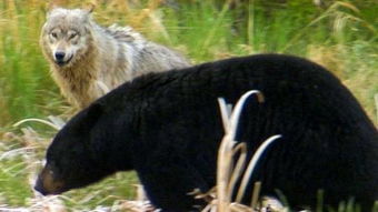 母狼的智慧阅读短文答案，母狼可以当狼王吗