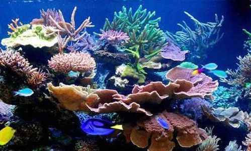 美丽富饶的西沙群岛小练笔，富饶的西沙群岛小练笔海龟