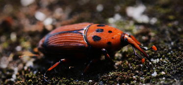 红棕象甲会自相残杀吗