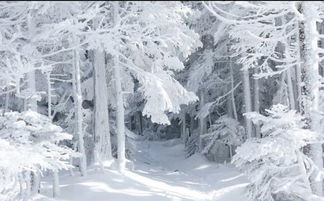 有关雪的谚语有哪些，有关雪的谚语有