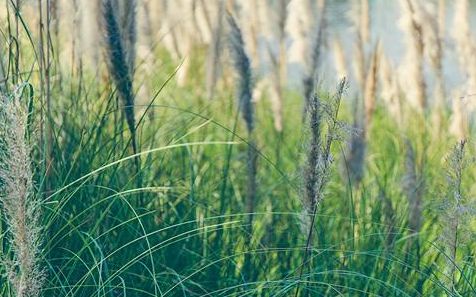 草菅人命的拼音怎么读音，吹毛求疵的拼音