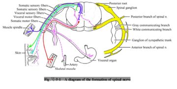systematic和systematical有什么区别?