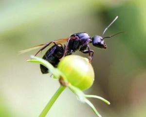 蚂蚁的拼音声调怎么读，蚂蚁的拼音怎么读视频