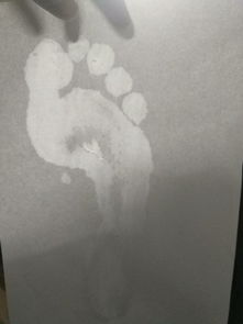 弓足图片，弓足梢蛛