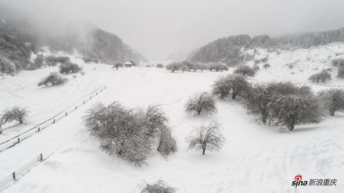 白雪皑皑的意思解释词语，白雪皑皑的意思和拼音