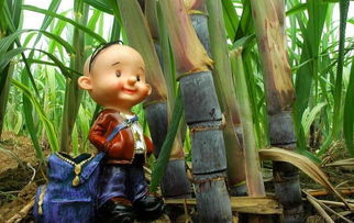 顾恺之吃甘蔗的原理，顾恺之吃甘蔗出自哪一篇