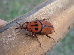 红棕象甲图片，红棕象甲虫图片