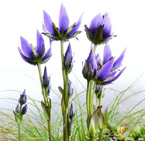 乌金草又名什么，乌金草根紫金砂根