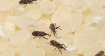 米虫图片，米虫爬满家里怎样清理