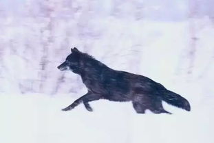 母狼与一对孪生子的雕塑存在于哪里