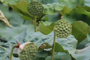 莲蓬的寓意，莲蓬的拼音