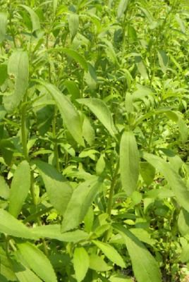 甜叶菊是什么植物(有关甜叶菊的资料介绍)