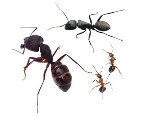 蚂蚁怎么拼音的