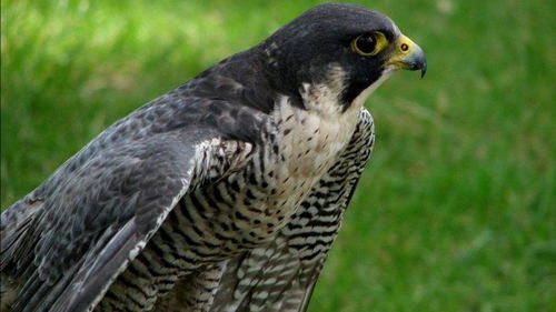 隼眼哪个字错了