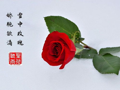 宫花寂寞红的意思是什么