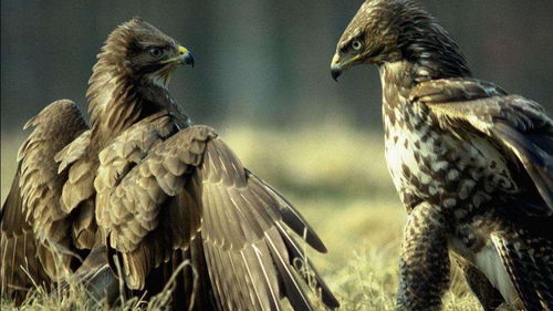 隼鹰碧蓝航线，隼鹰号