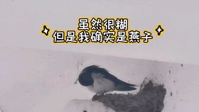 梦到燕子在屋里筑巢