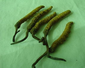 冬虫夏草是什么虫子变成的，冬虫夏草是什么物种