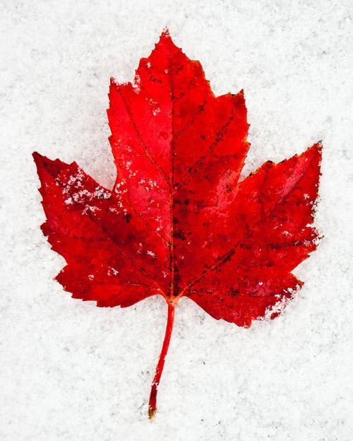 一抹红是什么歌的词，一抹红舞蹈剧目