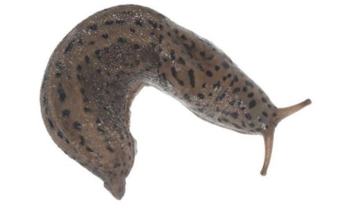 厨房有很多盐蚰怎么办?