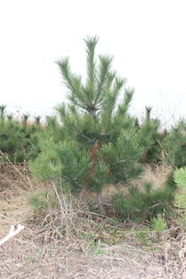 油松是什么植物