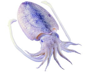 __的网络解释__的网络解释是什么