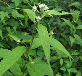 泽兰草图片，泽兰全草图片