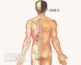 风府的功效和作用，风府的准确位置图作用功效