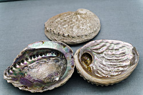 石决明是什么动物的贝壳，石决明是什么科