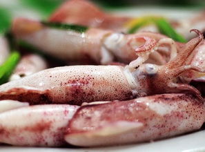 乌贼的拼音声调怎么写，乌贼的拼音怎么写的拼音