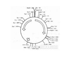 克隆的原含义和新含义是什么?