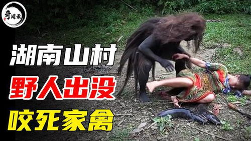 张家界旅游指南张家界国家森林公园旅游