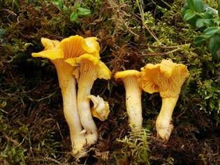 鸡油菌怎么做好吃，鸡油菌图片大全大图