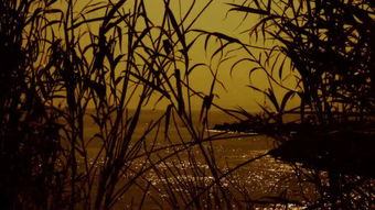 不着痕迹的拼音，不着痕迹读音到底是zhuo还是zhao