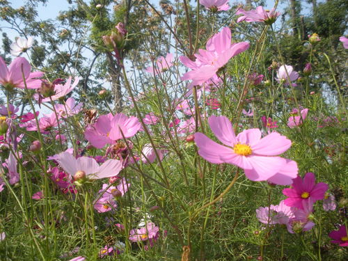 形容画的词语，形容梅花的词语