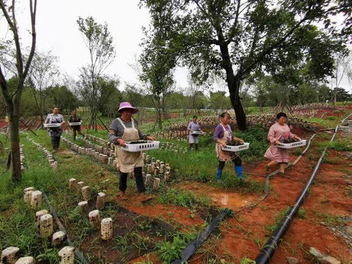 普安特普西丁多少钱，普安红茶