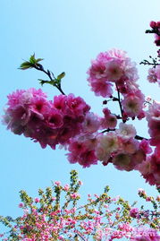 郭富城浪漫樱花歌词，浪漫樱花歌词中文音译