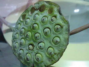 莲蓬的意思解释