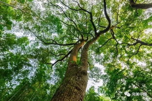 合抱之木,生于毫末;千里之行,始于足下。