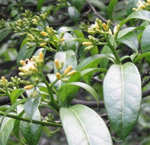 马比木的功效与作用，马比木属于国家保护植物吗